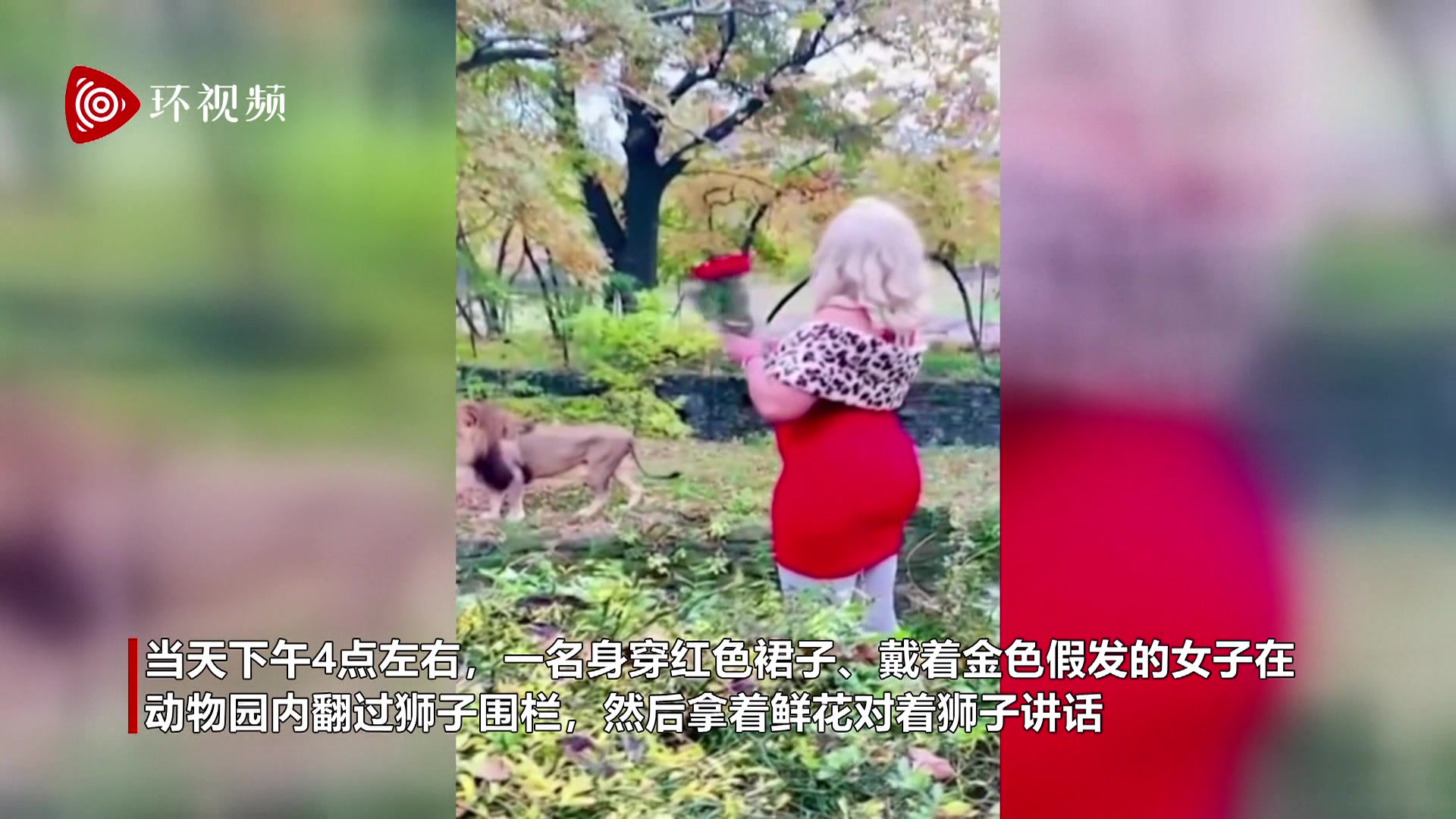美国纽约一女子跳进狮子围栏拿着鲜花与猛兽互动