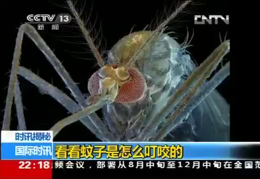 显微镜下蚊子的嘴有多么可怕