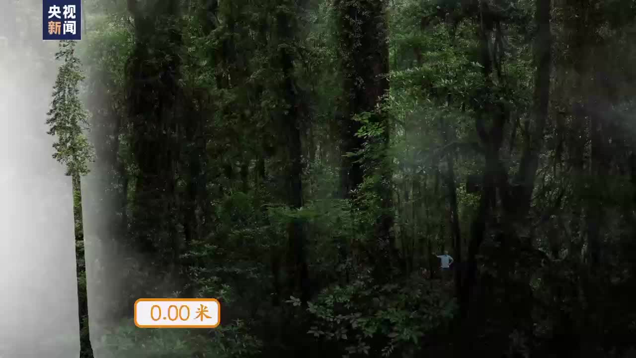 刷新纪录！中国最高树木83.4米